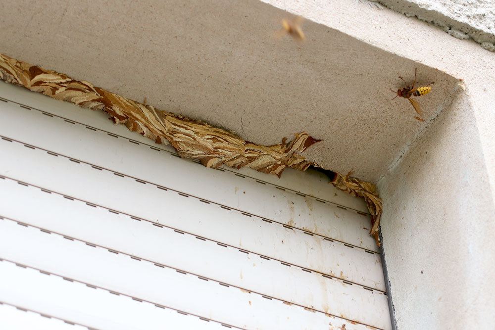 Avispones en la caja de la persiana: ¿qué hacer si hay un nido de avispas en la casa?