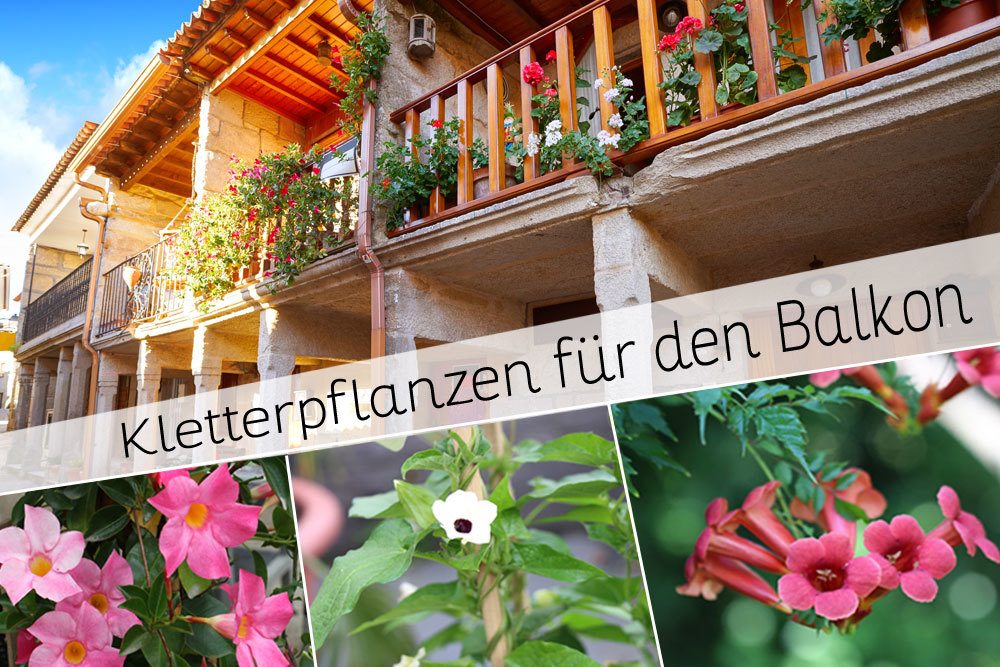 Plantas trepadoras para el balcón: 10 plantas trepadoras con flores prolíficas
