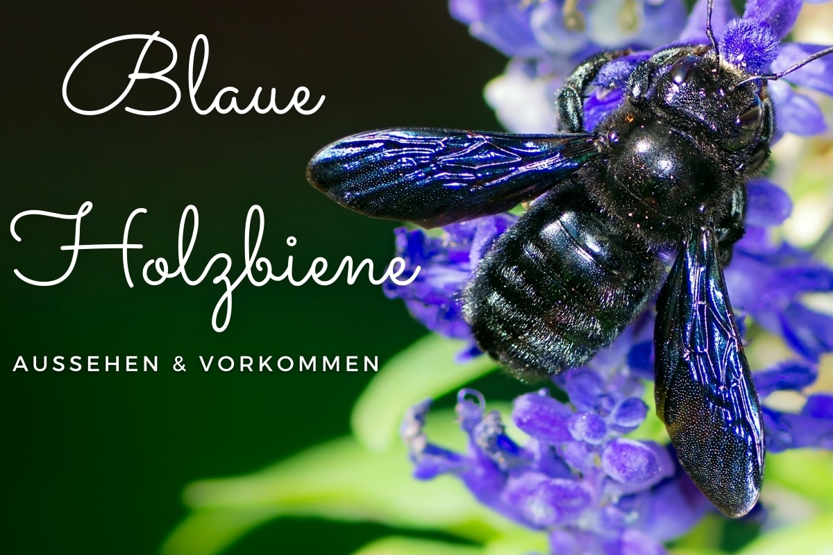¿Denunciar abeja carpintera azul? Aparición y ocurrencia