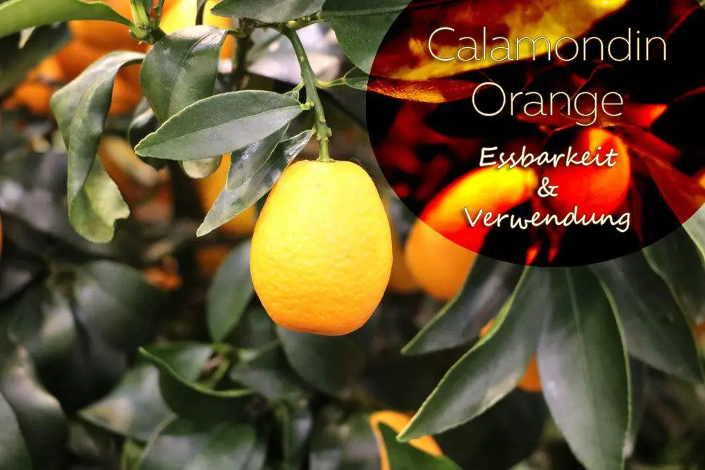 ¿La naranja Calamondin es comestible? 10 ideas para usar | Recetas