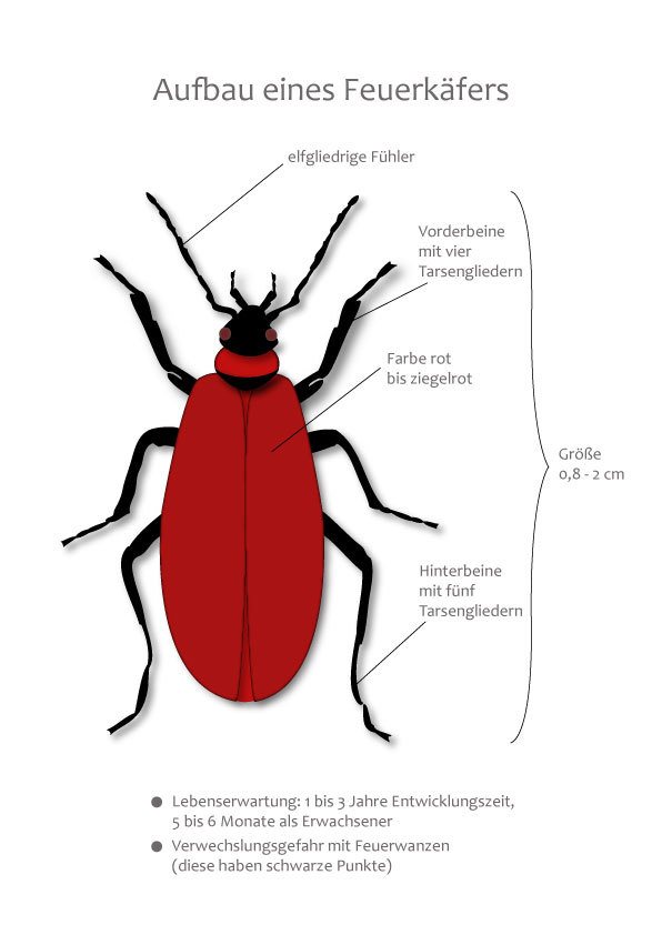 Combatir los escarabajos de fuego, lo que ayuda con una infestación de insectos de fuego