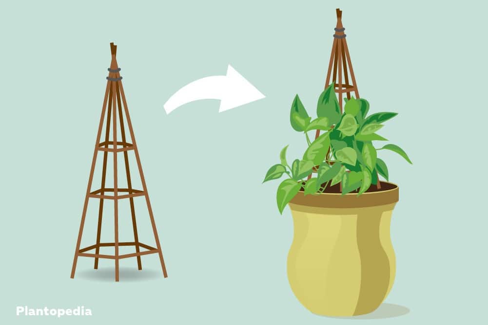 Construya su propia ayuda trepadora para plantas de interior | Instrucciones para moss stick & co.