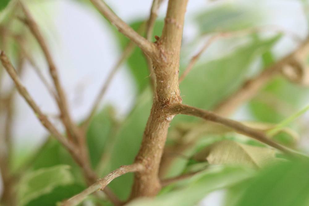 Cortar Ficus Benjamini: da forma a tu higo de abedul