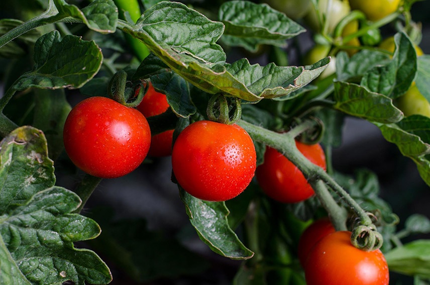 Cosecha de tomates: ¿cuándo están maduros? ¿Los cosecho correctamente?