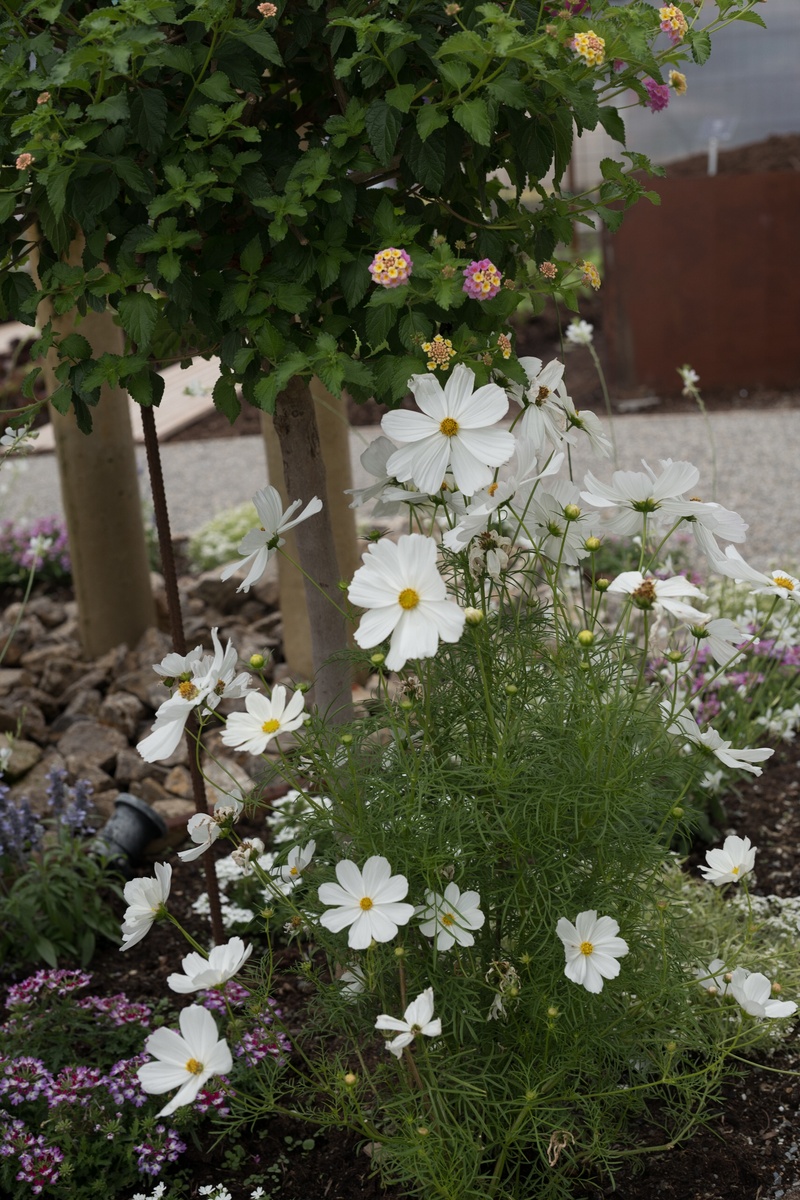 Cosmea en el jardín: Plantar y cuidar correctamente las cestas decorativas