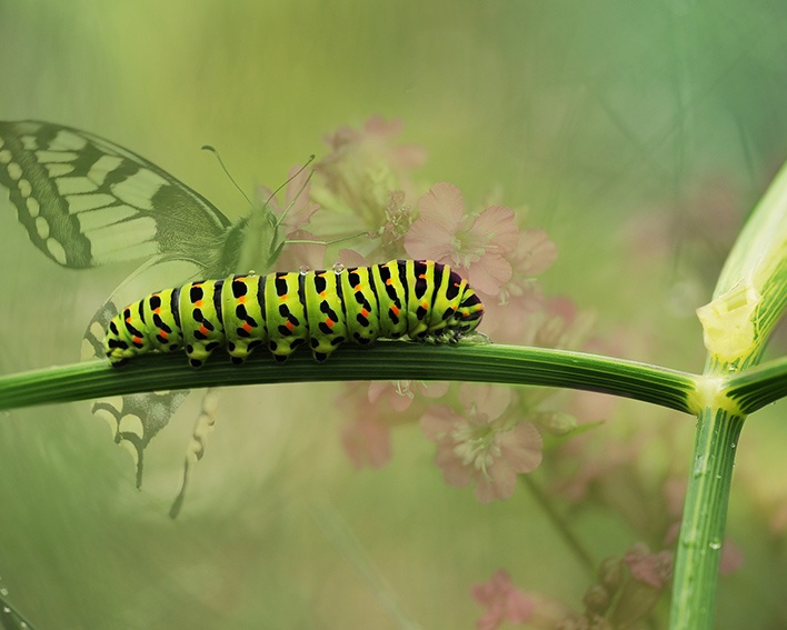 Creando un jardín de mariposas | jardín de alegría