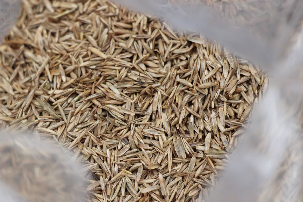 Crear césped: ¿debería sembrar semillas de césped sin rodillo?