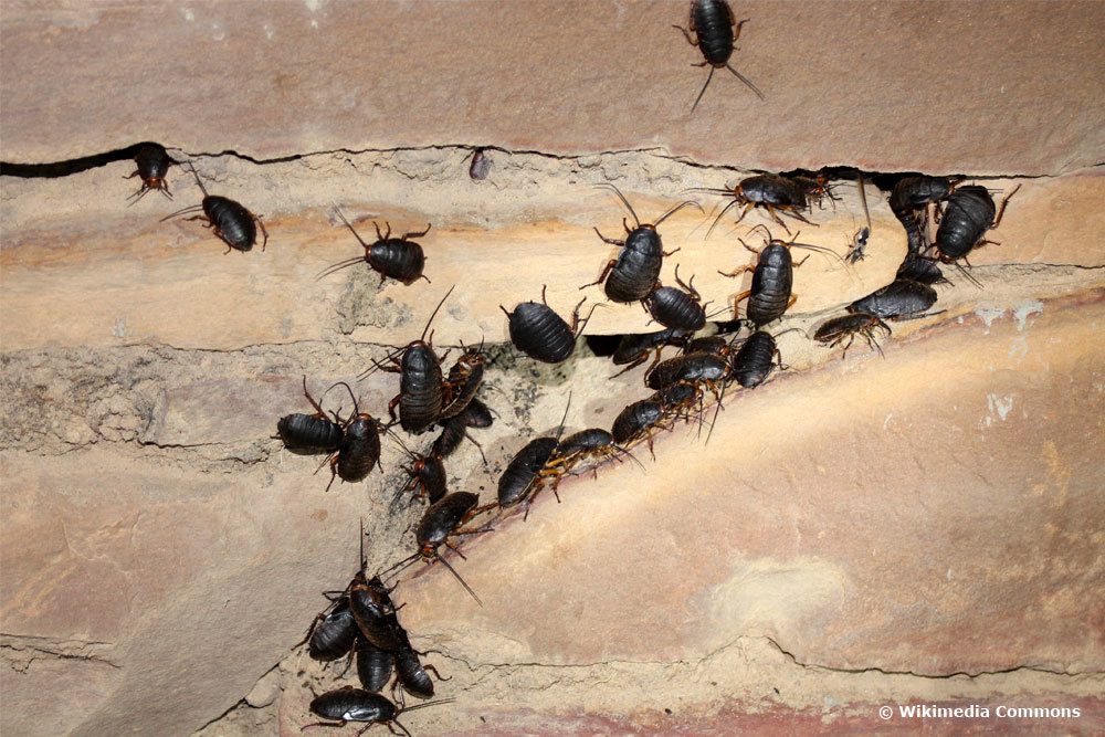 Cucaracha: Aspecto de los huevos y larvas de cucaracha.