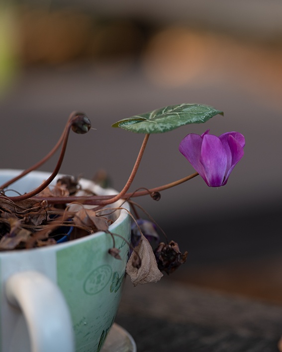 Cuidando el ciclamen: 4 consejos para una floración prolongada y plantas sanas