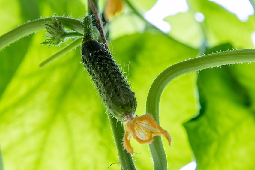 Cultivar, cuidar y plantar pepinos: así es como funciona