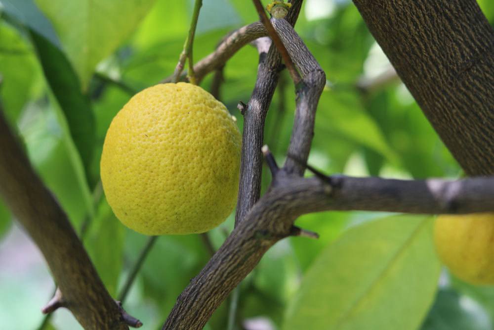 Cultivar un limonero: propagar adecuadamente los limones a partir de semillas/esquejes