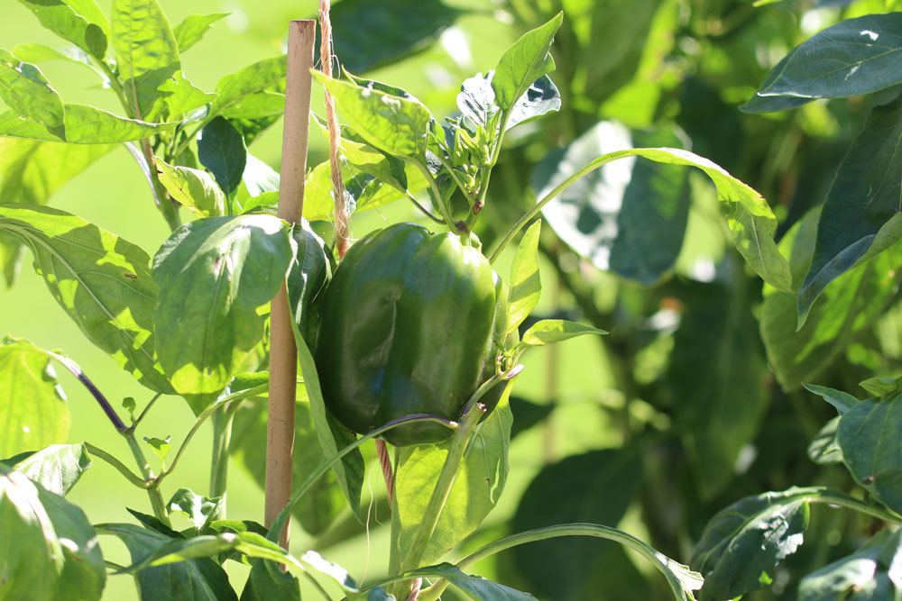 Cultive pimientos usted mismo: así es como puede cultivarlos al aire libre y en el invernadero.
