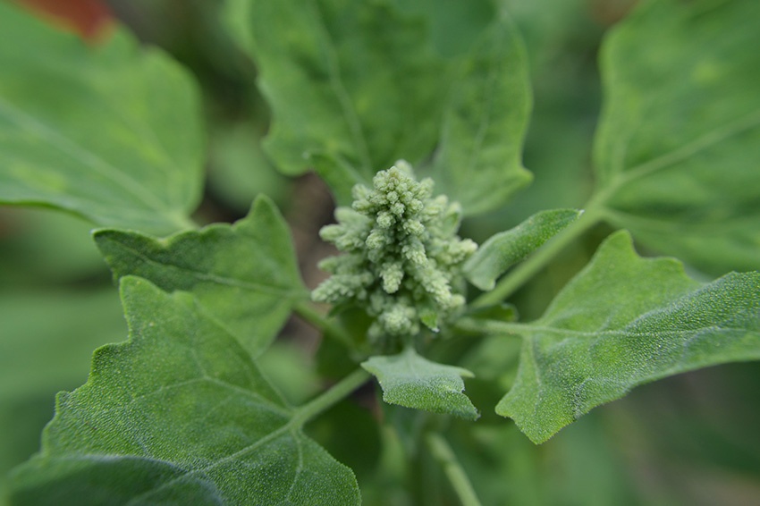 Cultivo de quinua: así crece el pseudocereal en tu jardín