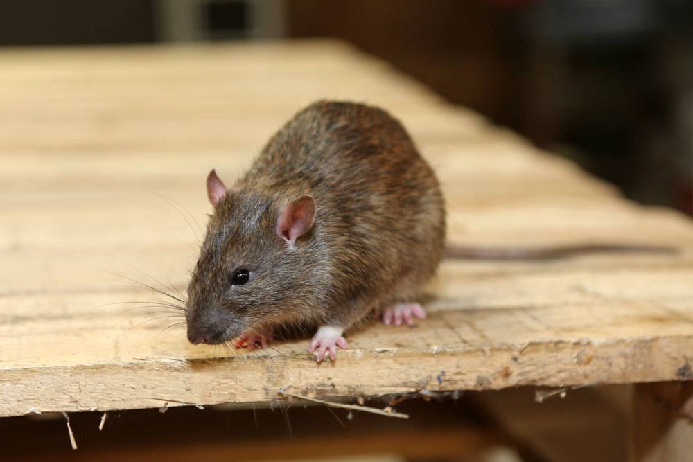 Deshacerse de los ratones en el ático: ¿qué hacer?