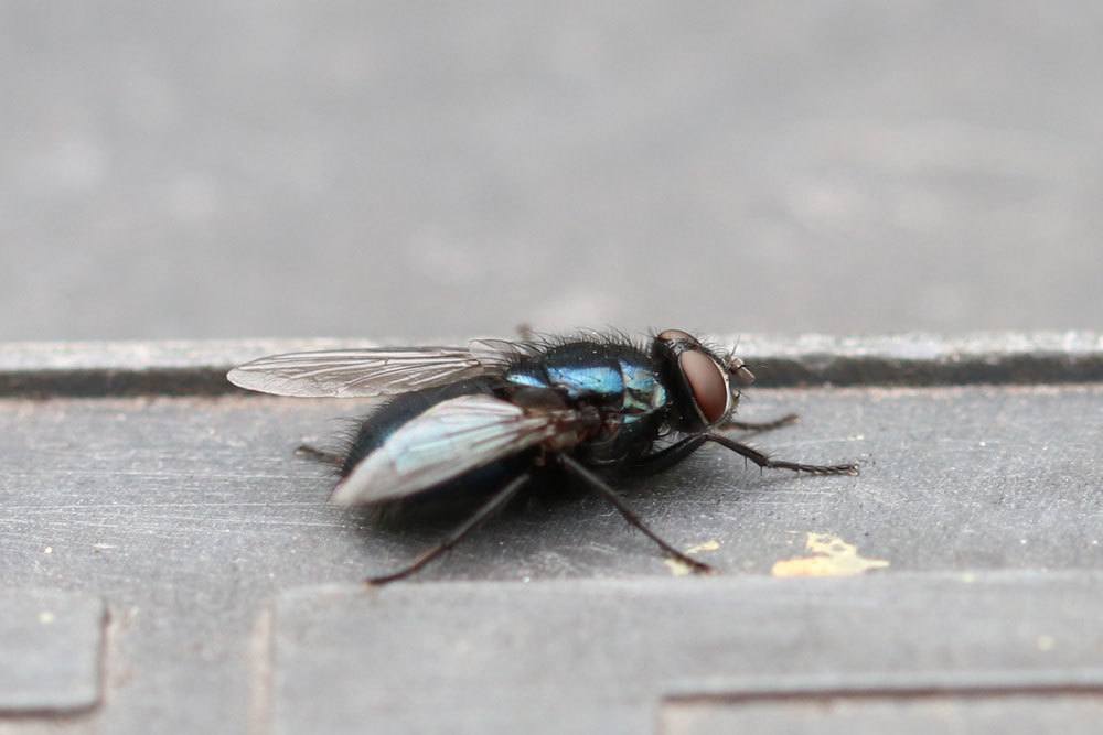 Deshazte de las moscas azules de tu apartamento: construye tu propia trampa