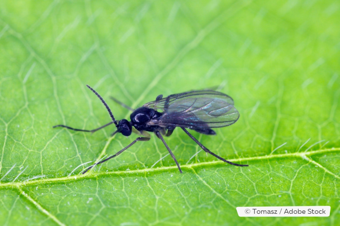 Deshazte de las pequeñas moscas del apartamento: 11 remedios caseros eficaces