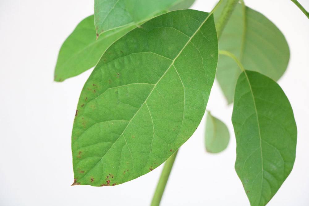 El aguacate adquiere hojas marrones o secas: ¿qué hacer? | árbol de aguacate