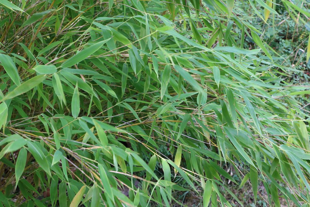 El bambú es marrón: ¿está seco o congelado? ¿Qué hacer?