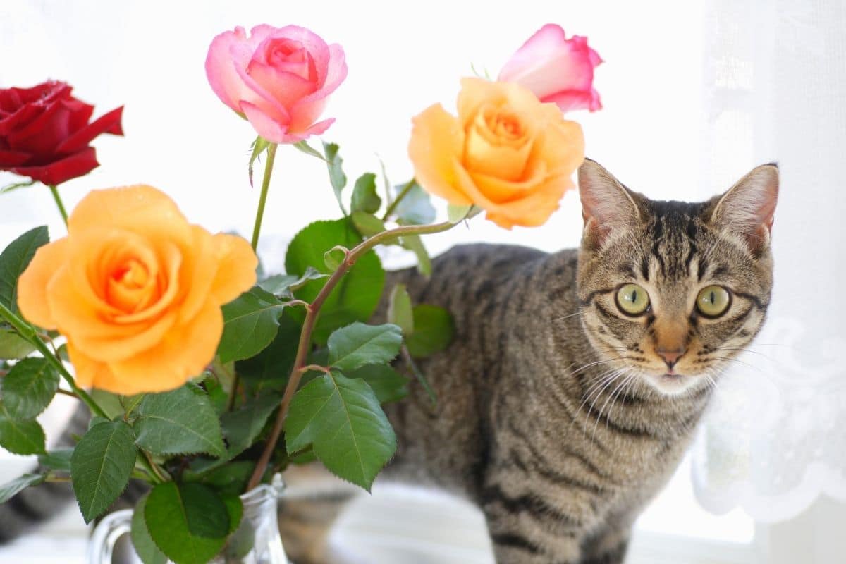 El gato come rosas: ¿las rosas son venenosas para los gatos?