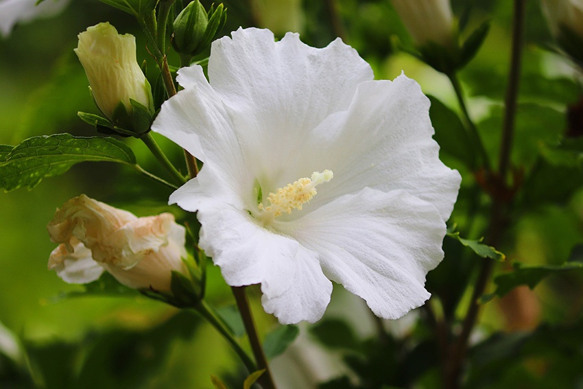 El hibisco no florece: aquí se explica cómo hacer que florezca el malvavisco del jardín