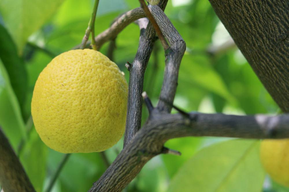 El limonero se vuelve amarillo y pierde hojas: causas y ayuda rápida