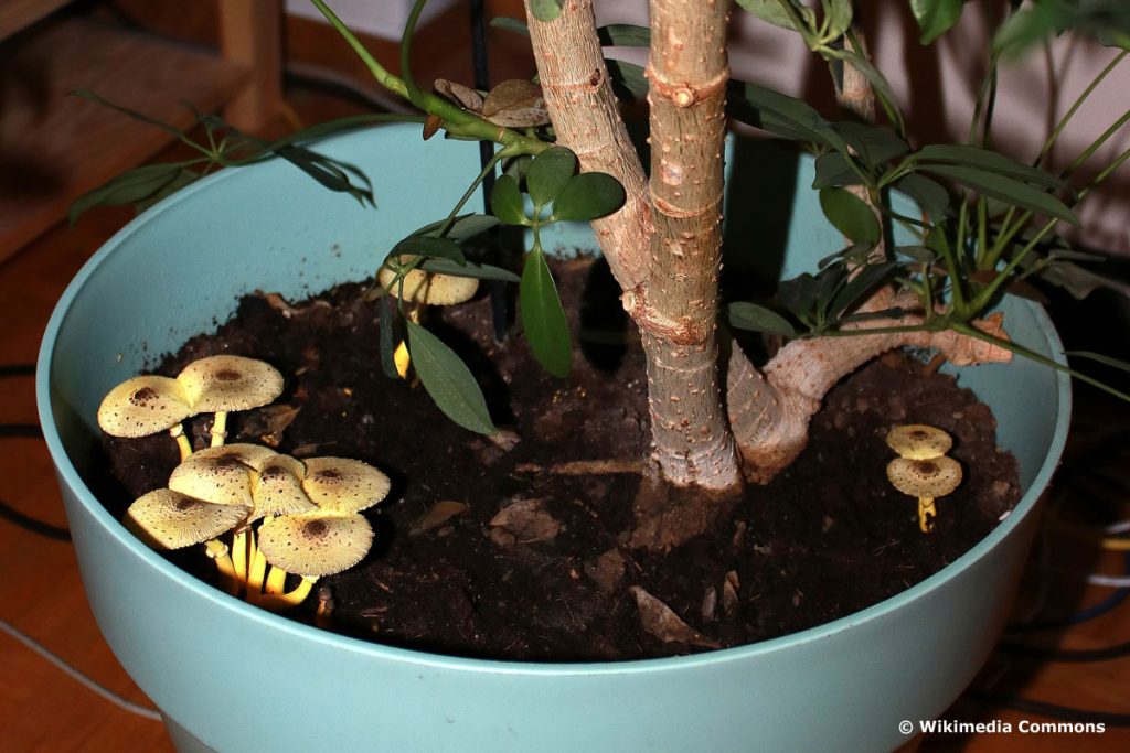 En la maceta crecen hongos amarillos: ¿qué hacer?