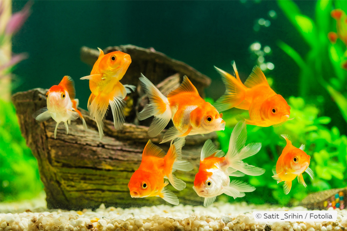 Época de desove: ¿cuándo desovan los peces de colores? – Información sobre propagación