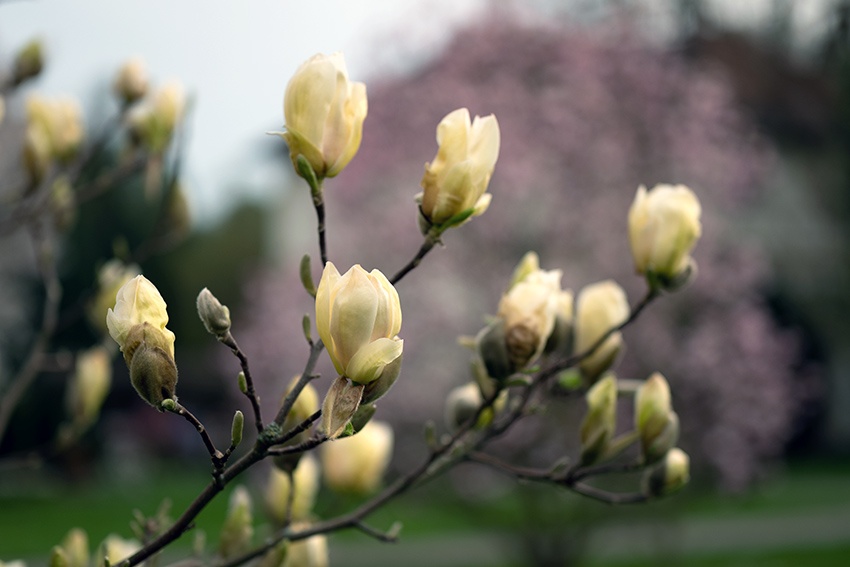 Época de floración de la magnolia: varía de una especie a otra