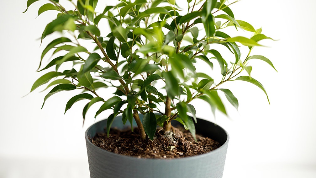 Ficus pierde hojas: estas 10 razones pueden ser la causa