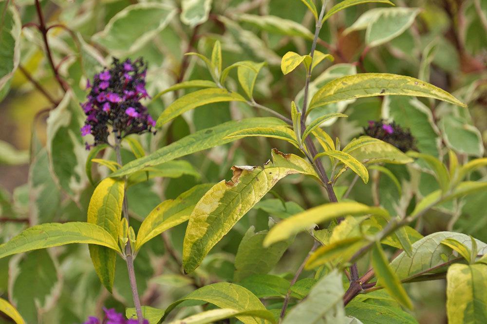 10 enfermedades de lila/buddleia en tallo, hojas y flores