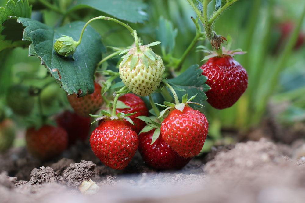 Azúcar como fertilizante: a estas 6 plantas les gusta
