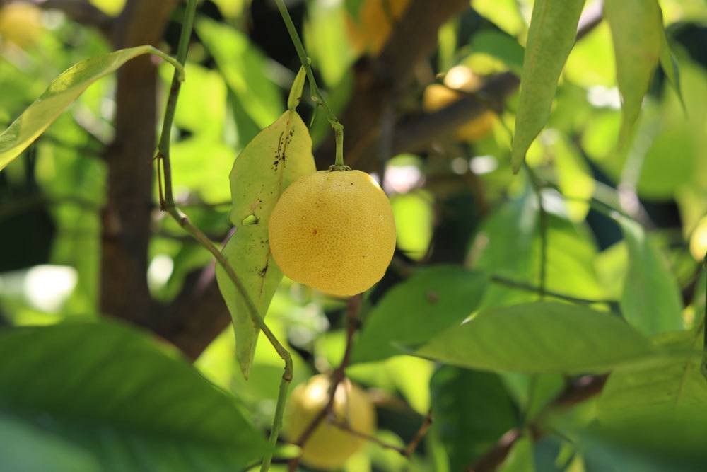 Haga usted mismo fertilizante para limonero: instrucciones para hacerlo