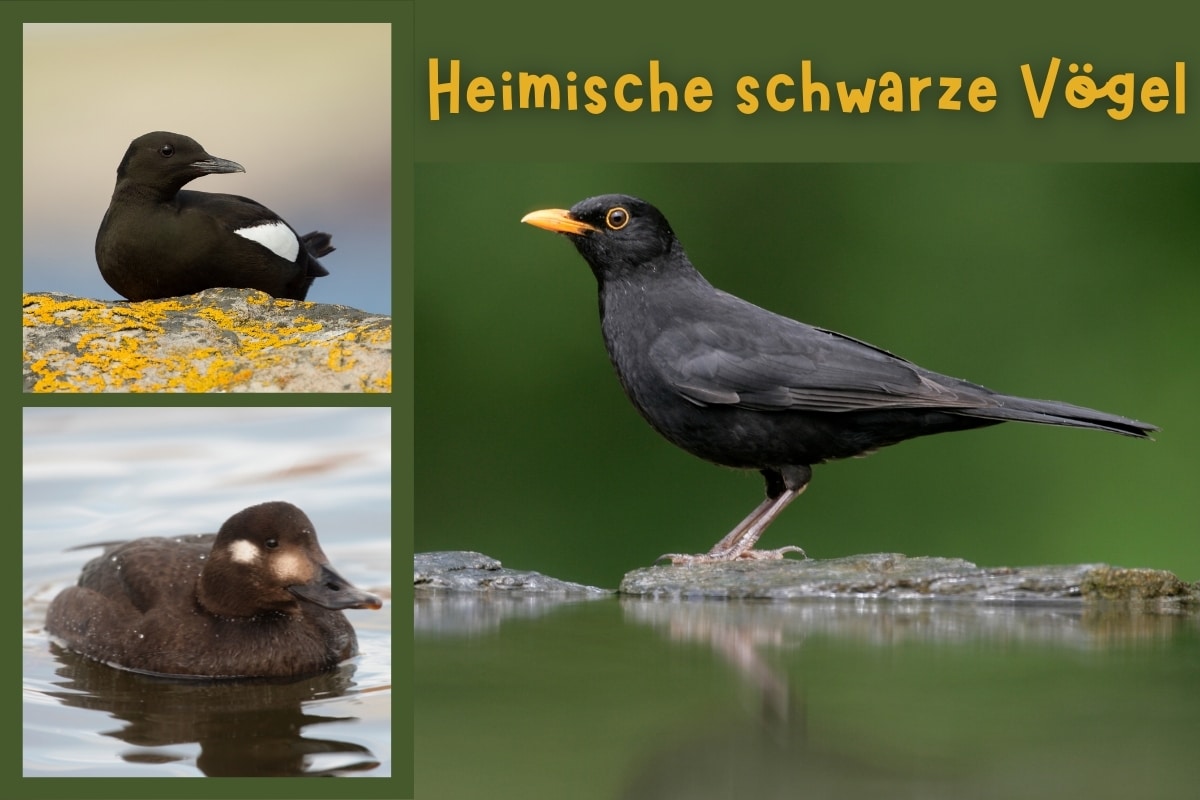 23 pájaros negros nativos con foto