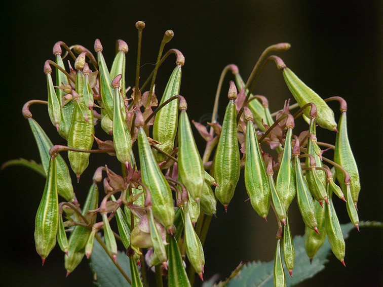 Hierba o planta ornamental invasora: ¿Hay que controlar el bálsamo de la India?