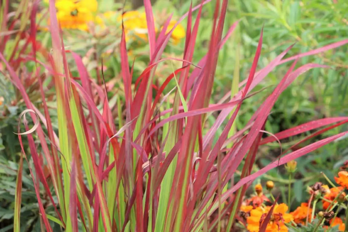 Hierbas rojas: 18 hermosos tipos de hierbas