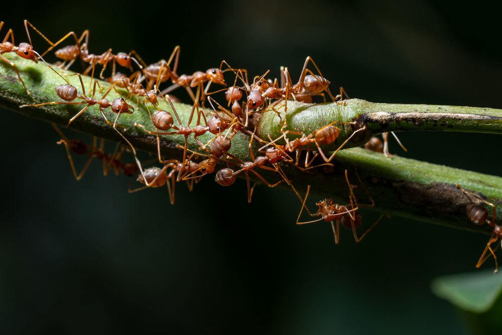 Hormigas en macetas: lo que puedes hacer ahora