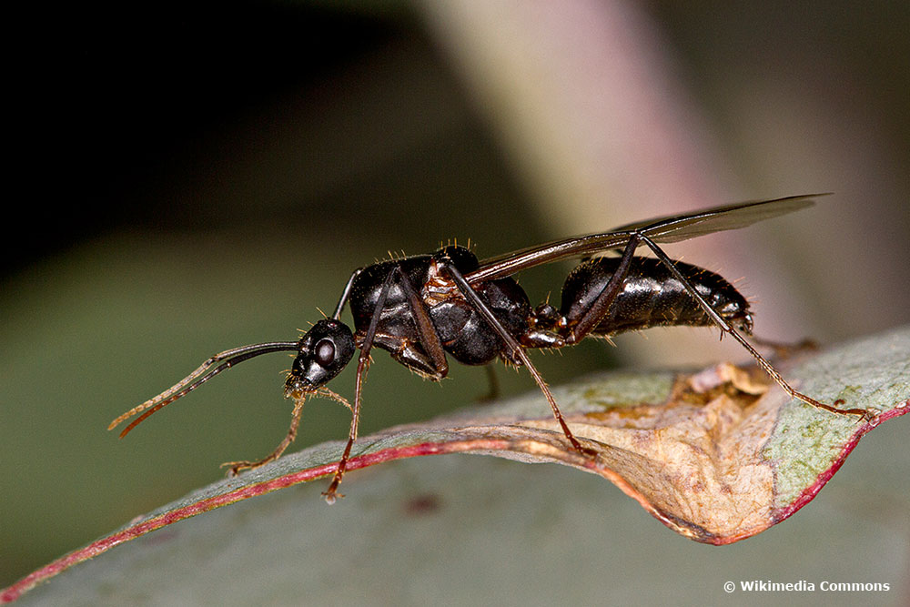 Hormigas voladoras: ¿que hacer contra las hormigas con alas?