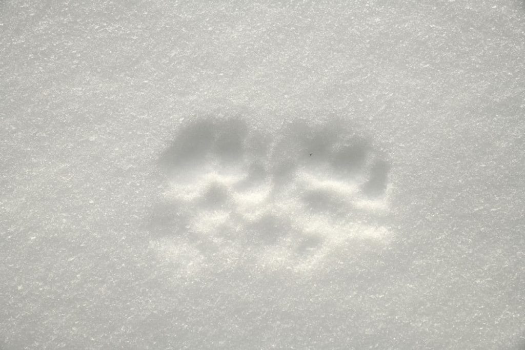 Huellas de martas en la nieve: así se reconocen las martas