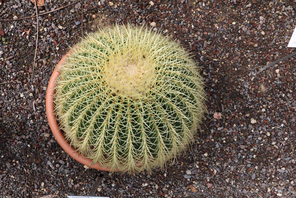 El cactus se pudre: se vuelve blando, arrugado y blando | ¿Qué hacer?