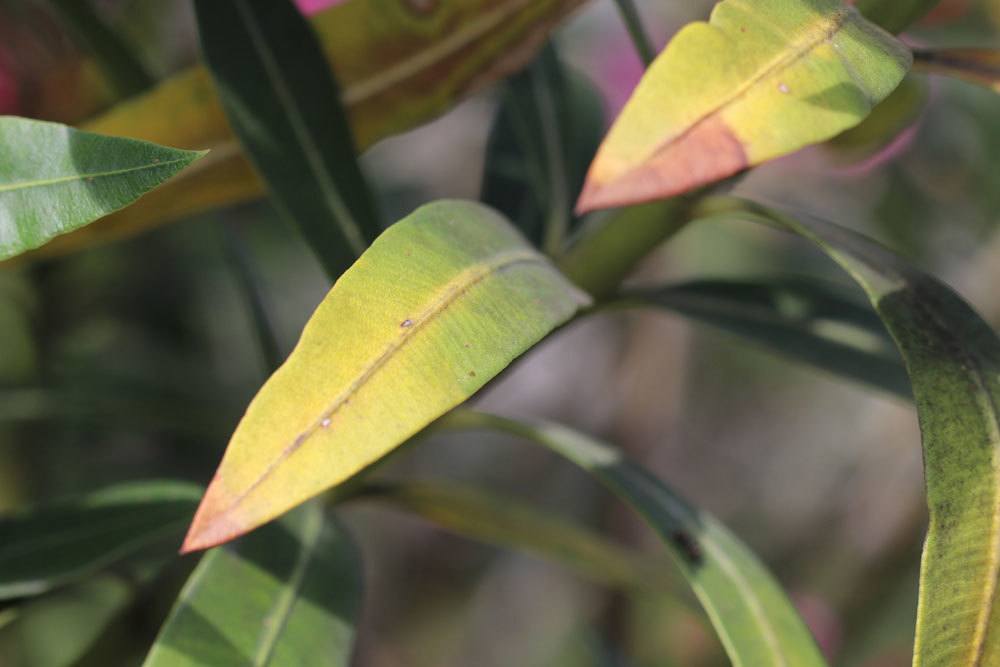 La adelfa adquiere hojas marrones y secas: aquí se explica cómo salvarla