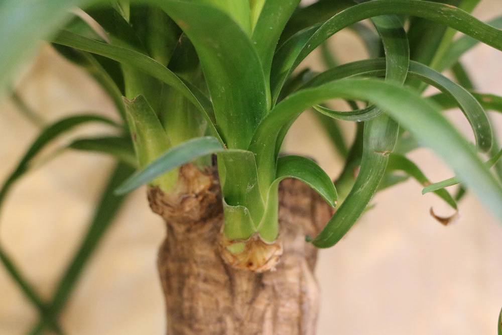 La palma de yuca tiene hojas amarillas y manchas marrones: ¿qué ayuda?