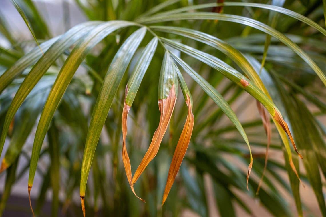 La palmera adquiere hojas marrones: ¿qué hacer?