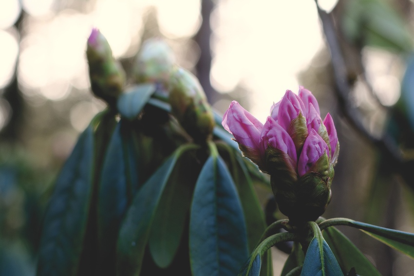 Las 9 mejores plantas con flores de hoja perenne para tu jardín