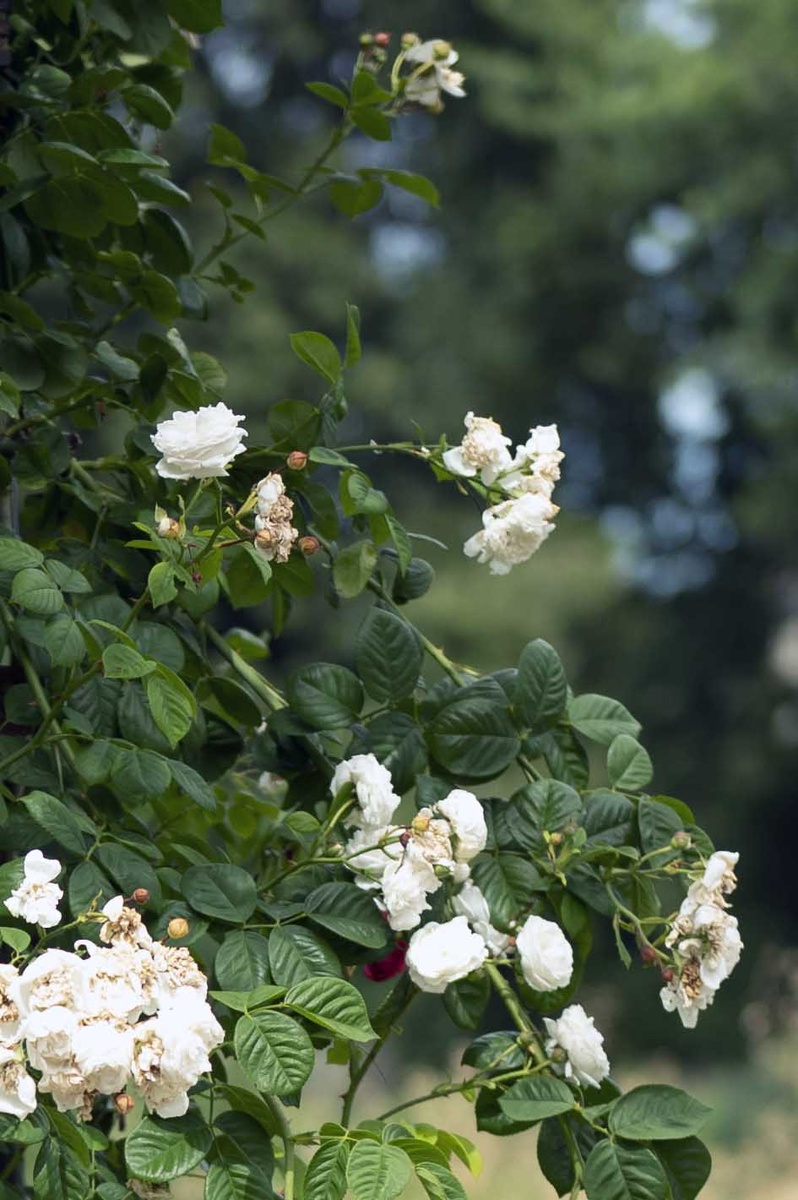 Las 9 mejores plantas trepadoras perennes para pérgolas y arcos de rosas
