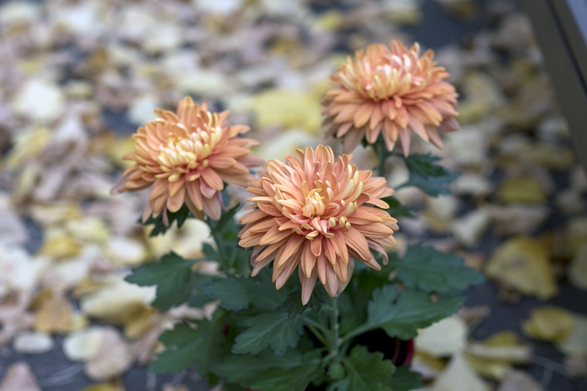 Las flores de otoño más bellas | jardín de alegría
