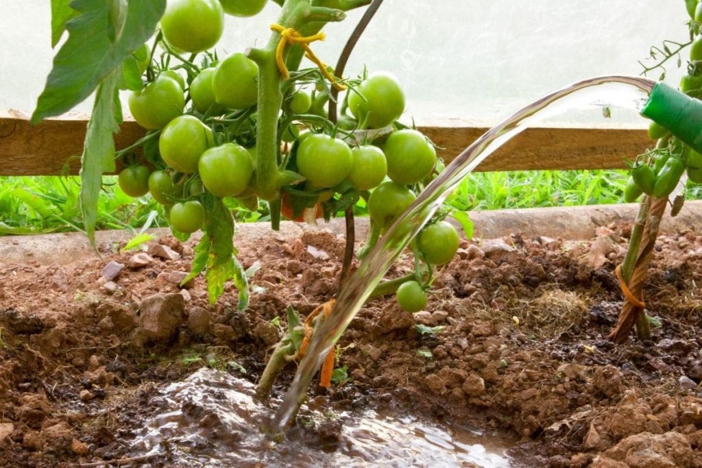 Las hojas de tomate se enrollan: ¿qué hacer?