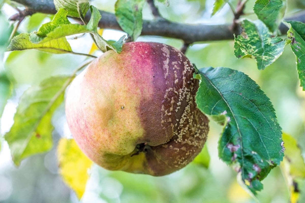 Las manzanas se están pudriendo en el árbol: ¿qué hacer?