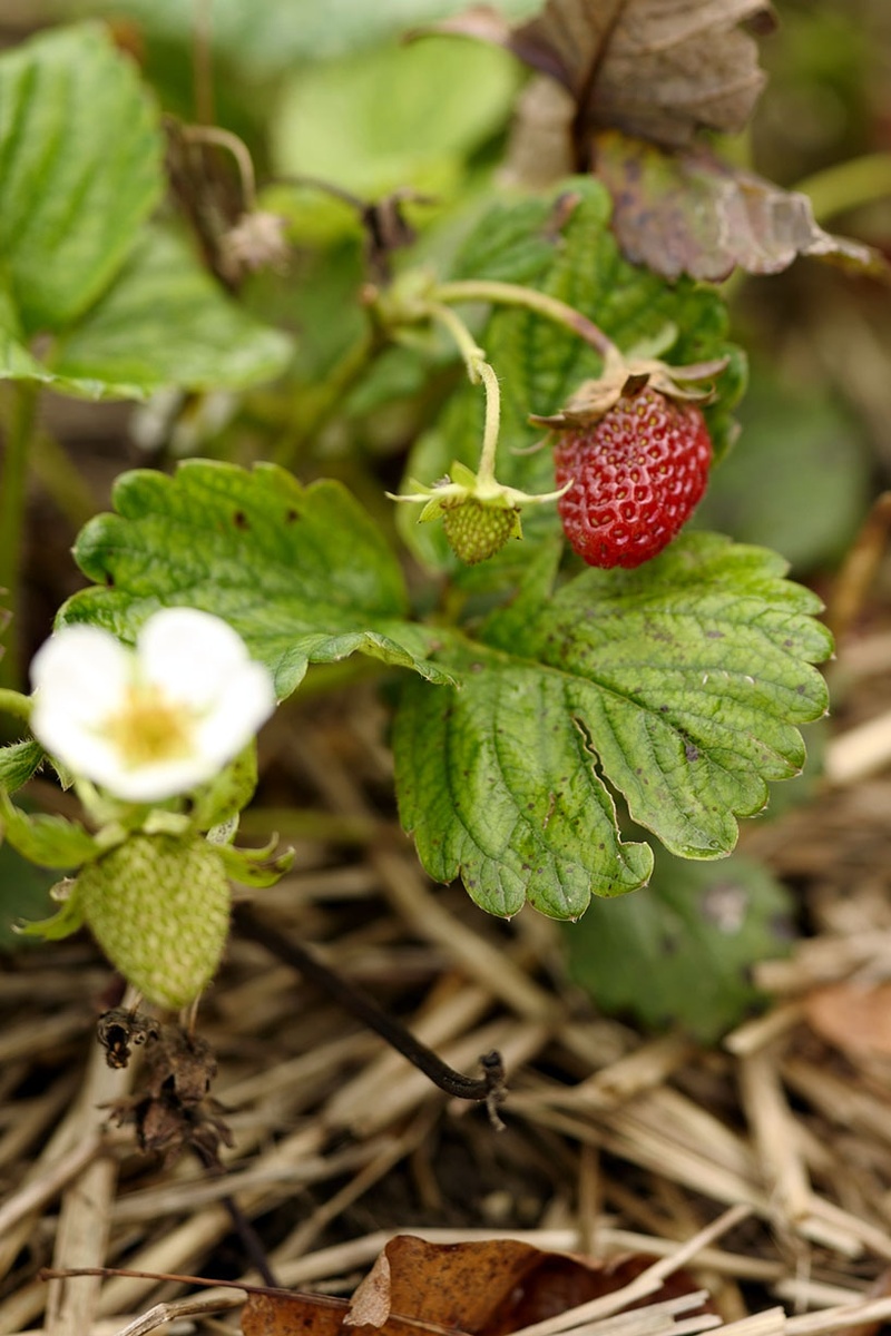Las mejores plantas para el balcón dulce: Cultiva frutas en el balcón