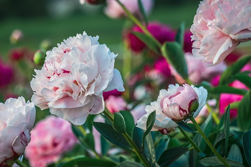 Las peonías no florecen: 5 causas y cómo solucionarlas
