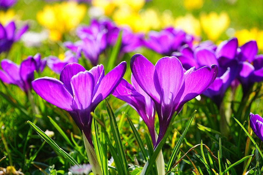 Los azafranes no florecen: estas 5 razones pueden ser la razón